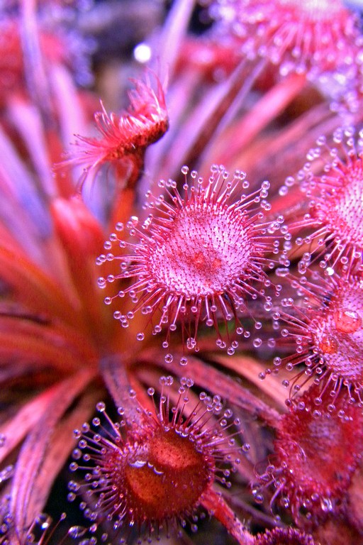 Drosera_petiolaris_11_02_2015_043.jpg