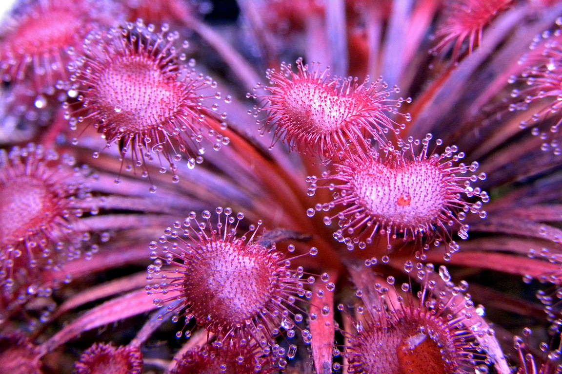 Drosera_petiolaris_11_02_2015_047.jpg