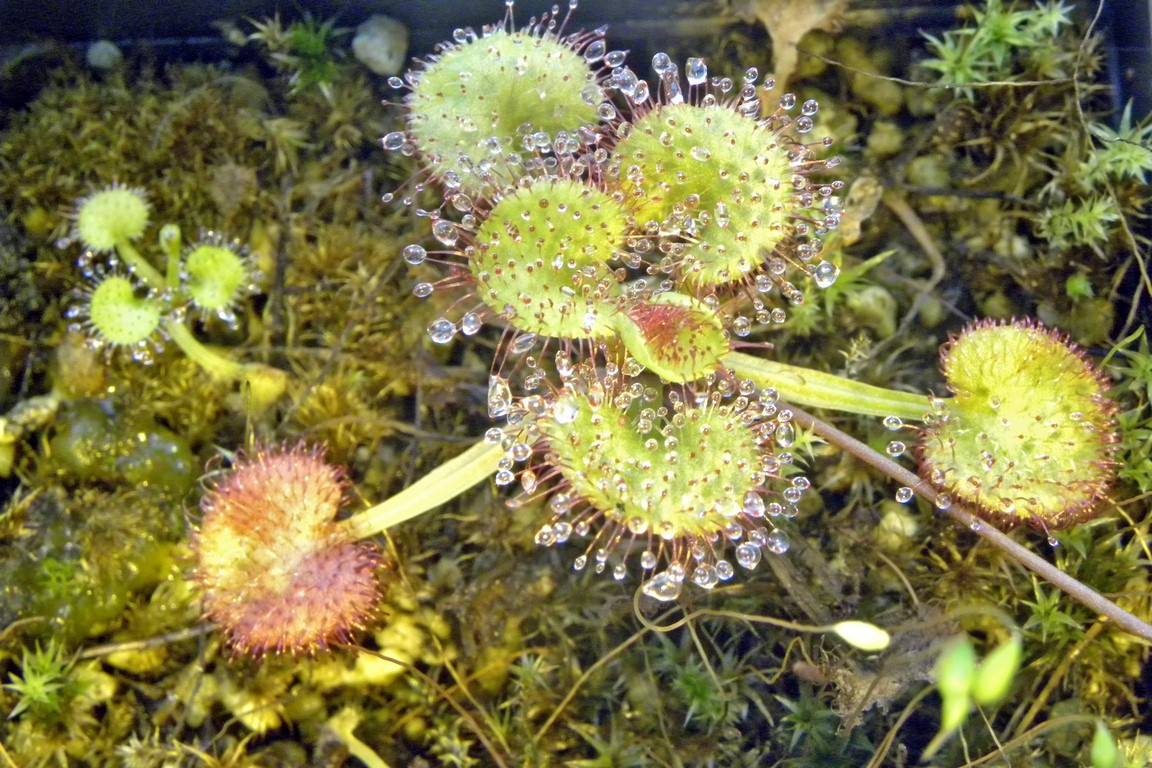 Drosera_prolifera_09_03_2015_010.jpg