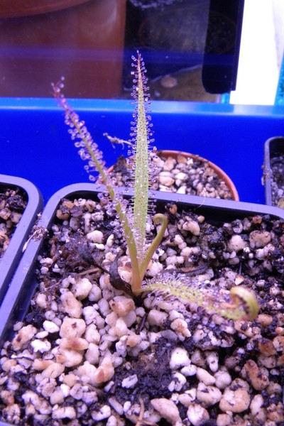 Drosera_regia_033.jpg