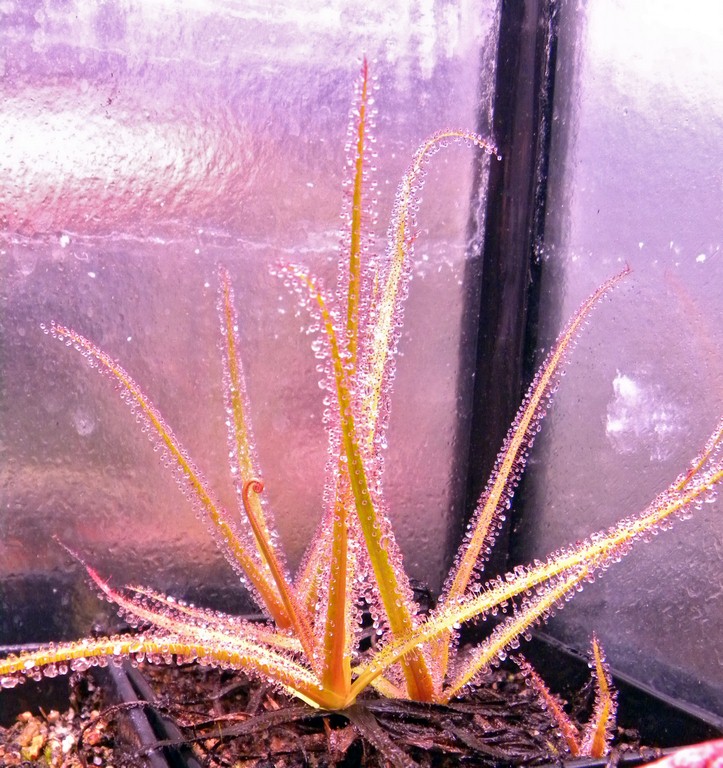 Drosera_regia_03_03_2015_032.jpg