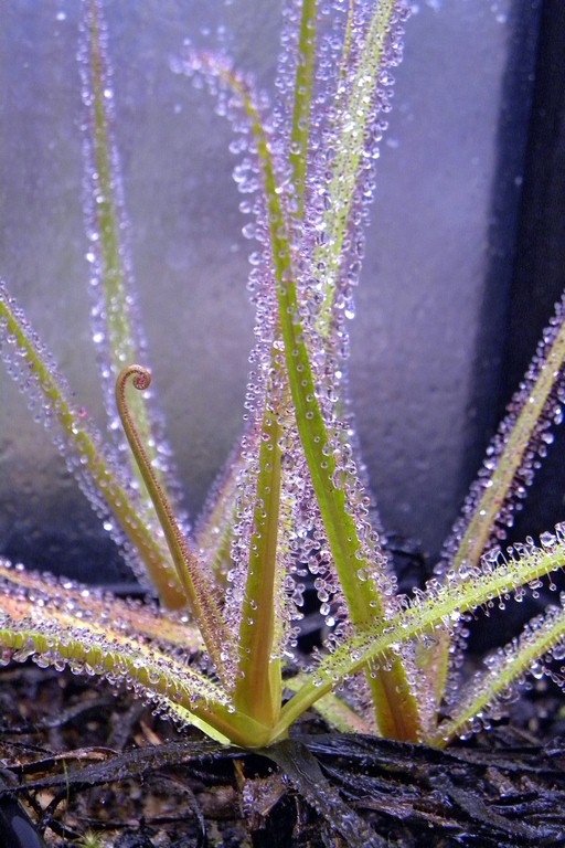 Drosera_regia_03_03_2015_033.jpg
