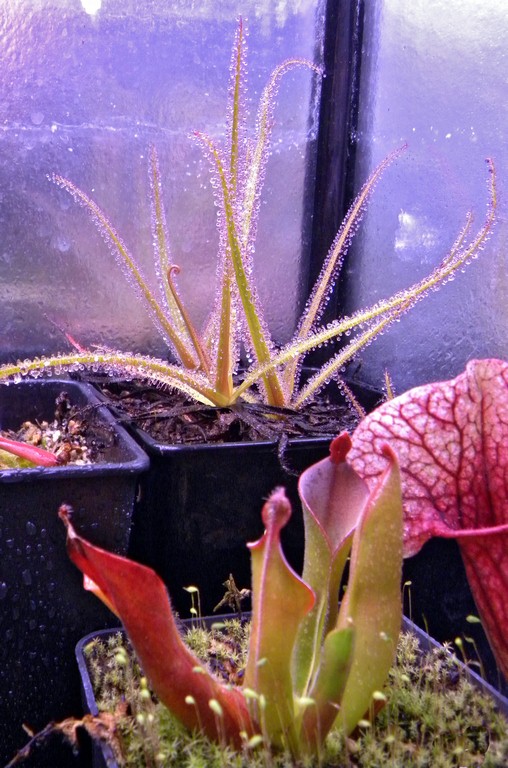 Drosera_regia_03_03_2015_035.jpg