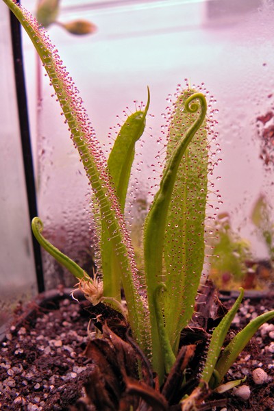 Drosera_regia_10_06_2014_015.jpg