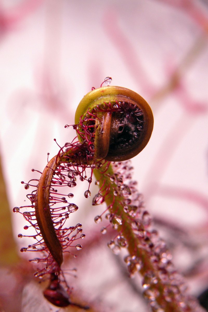 Drosera_regia_11_08_2014_045.jpg