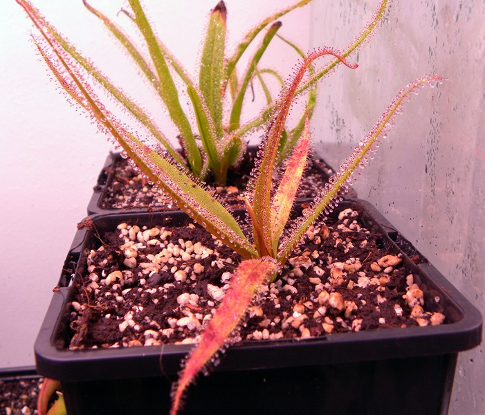 Drosera_regia_14_07_2014_002.jpg