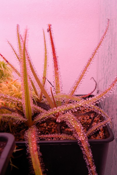 Drosera_regia_14_07_2014_008.jpg