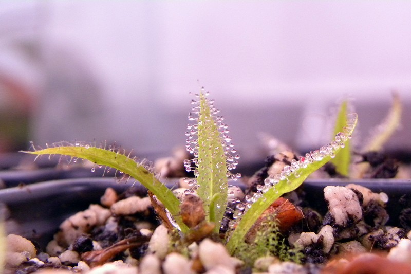Drosera_regia_14_07_2014_013.jpg