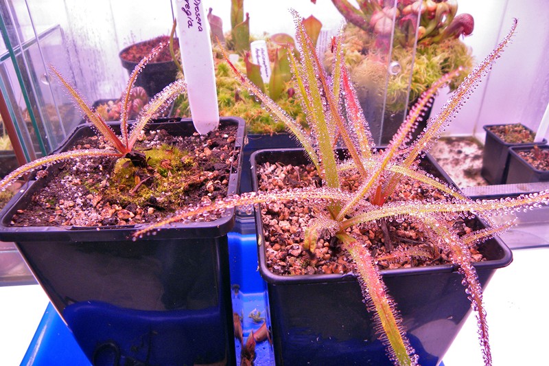 Drosera_regia_14_07_2014_020.jpg