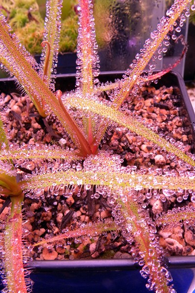 Drosera_regia_14_07_2014_023.jpg