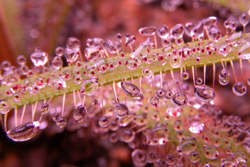 Drosera_regia_14_07_2014_026.jpg