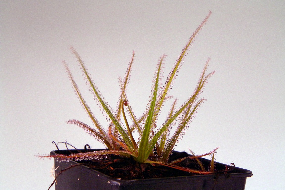 Drosera_regia_17_01_2015_004.jpg
