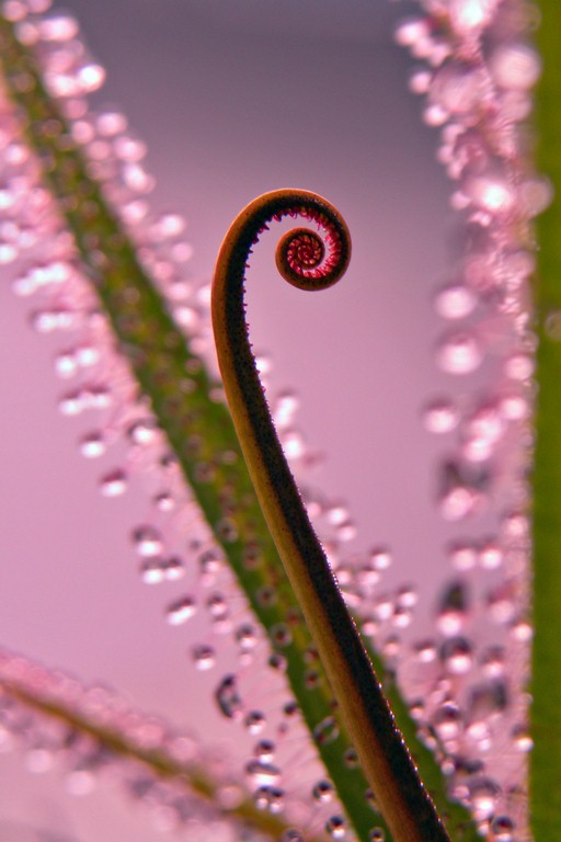 Drosera_regia_17_01_2015_009.jpg
