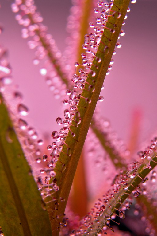 Drosera_regia_17_01_2015_014.jpg