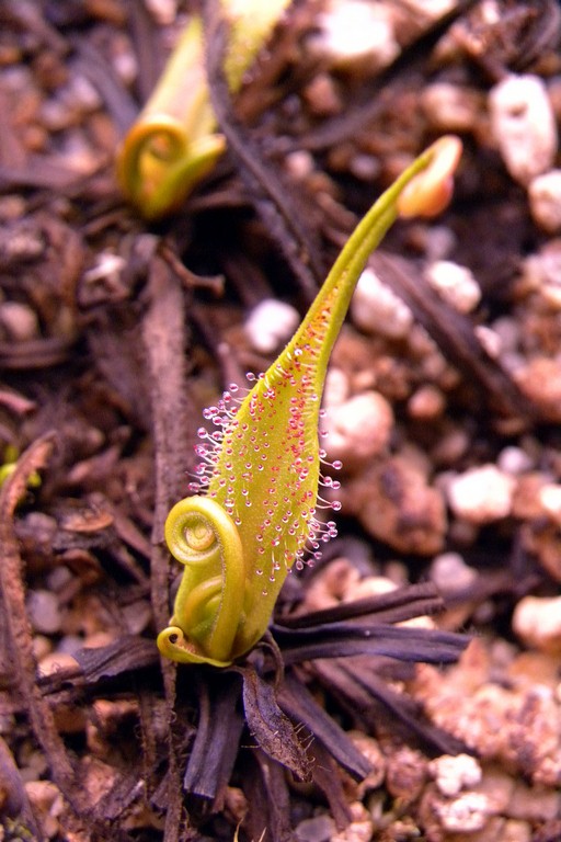 Drosera_regia_17_01_2015_033.jpg