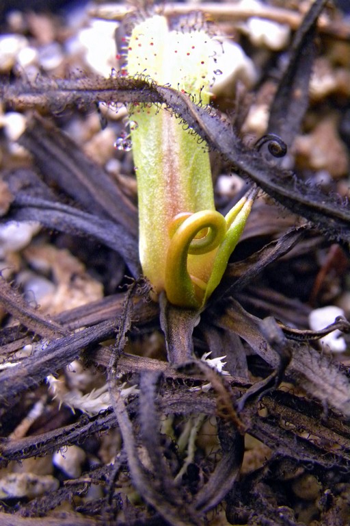 Drosera_regia_17_01_2015_036.jpg
