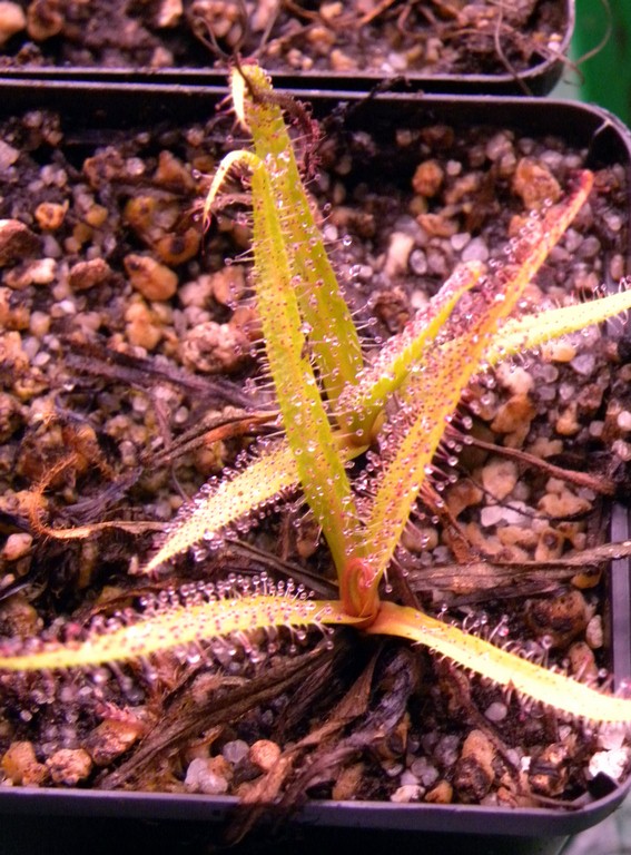 Drosera_regia_17_01_2015_037.jpg