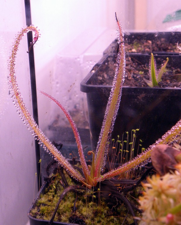 Drosera_regia_17_01_2015_040.jpg