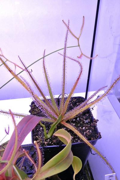 Drosera_regia_1_04_2014_227.jpg