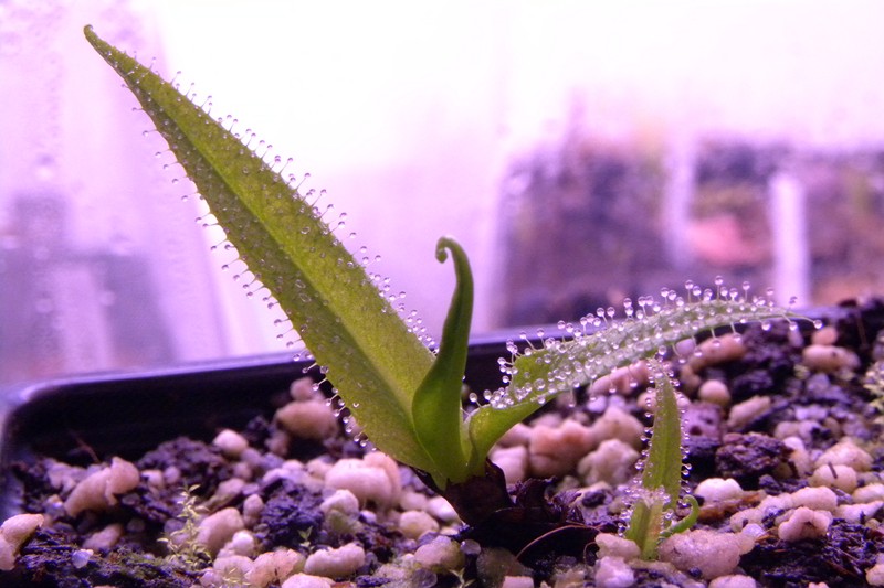 Drosera_regia_1_08_2014_092.jpg