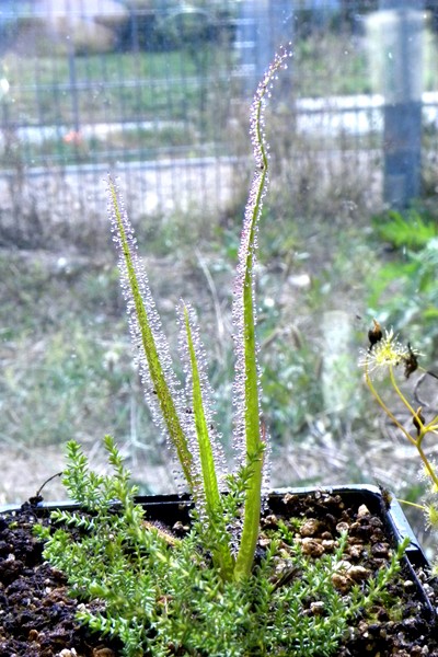 Drosera_regia_1_08_2014_105.jpg