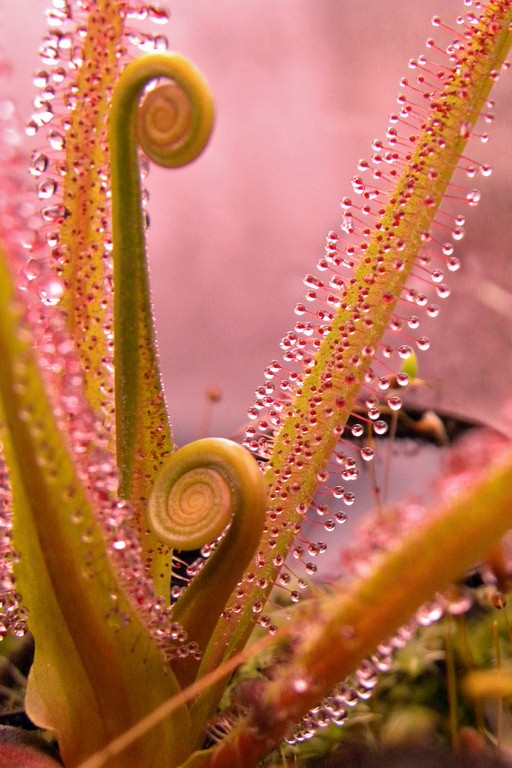 Drosera_regia_27_02_2015_139.jpg