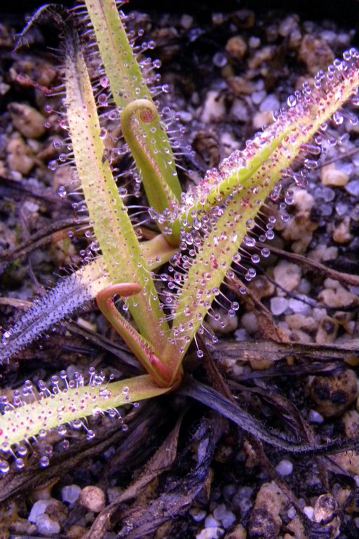 Drosera_regia_27_02_2015_142.jpg