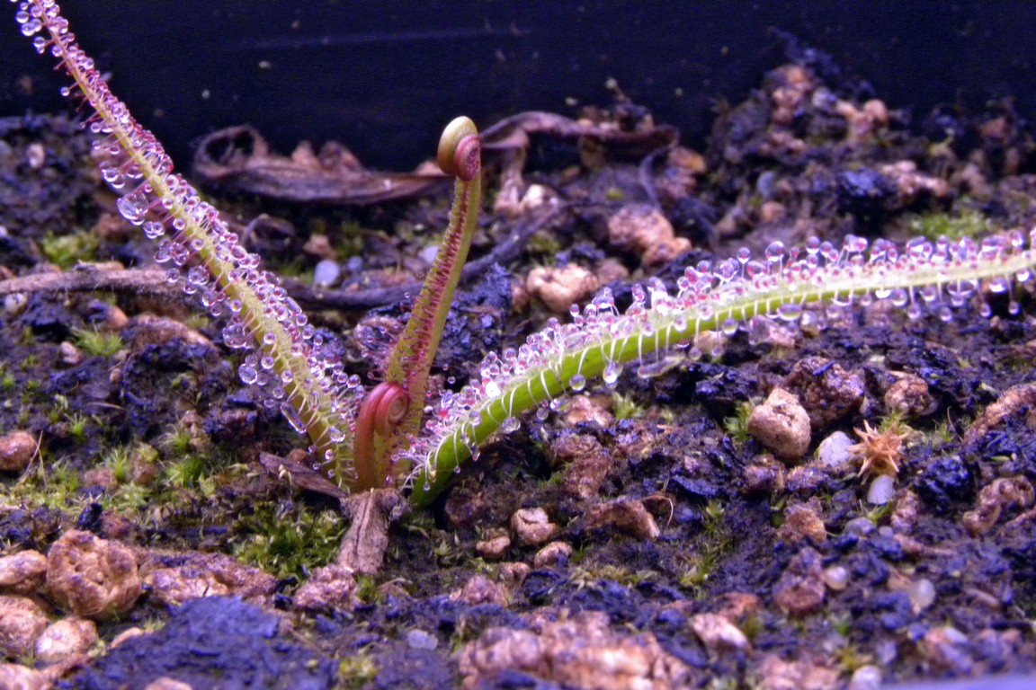 Drosera_regia_27_02_2015_143.jpg