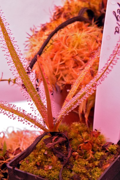 Drosera_regia_27_04_2014_077.jpg