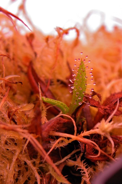 Drosera_regia_27_04_2014_078.jpg