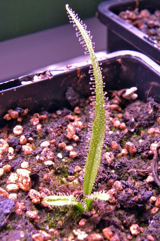 Drosera_regia_28_10_2014_025.jpg