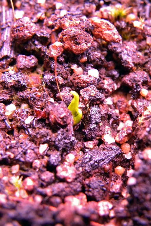 Drosera_regia_28_10_2014_026.jpg