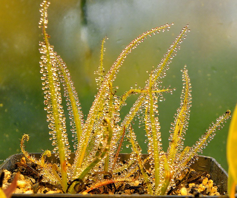 Drosera_regia_3_06_2014_073.jpg
