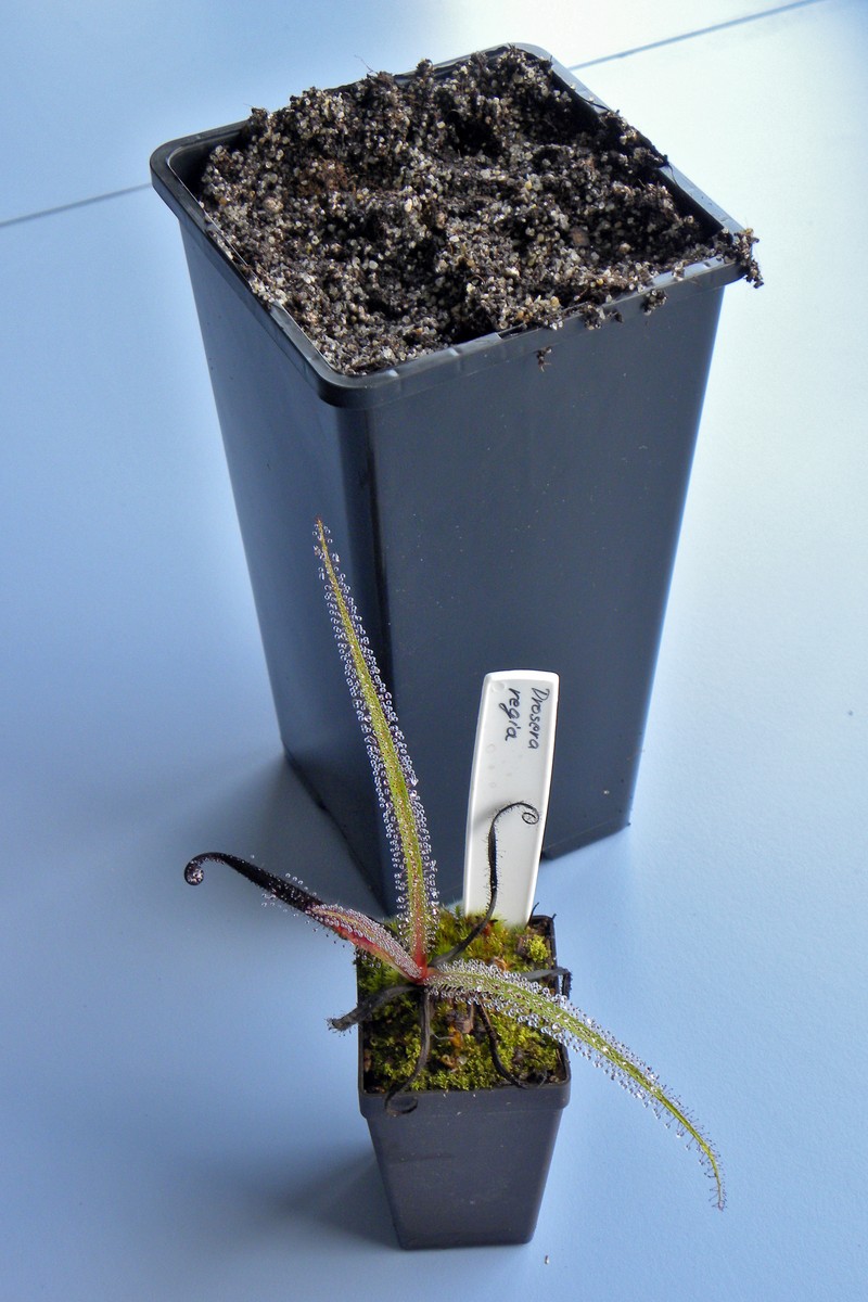 Drosera_regia_5_06_2014_045.jpg