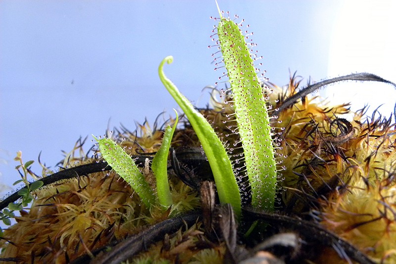 Drosera_regia_5_06_2014_054.jpg