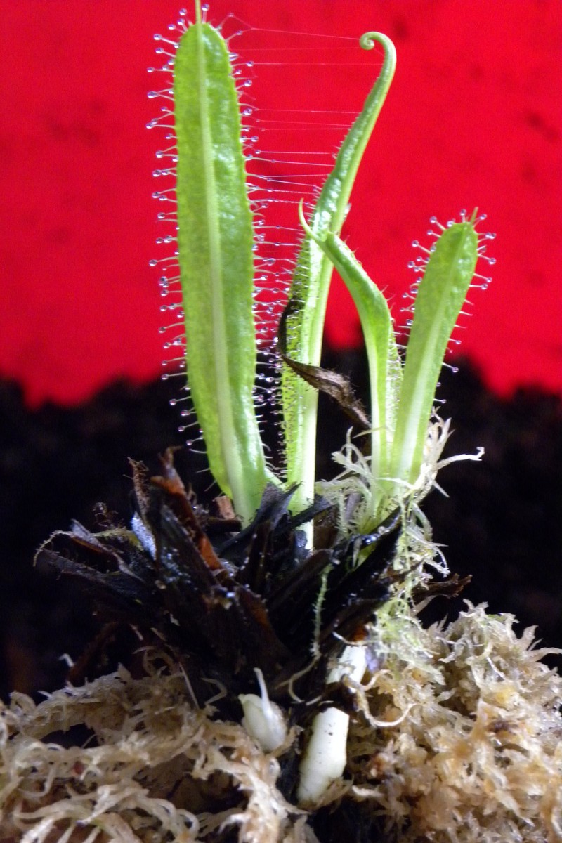 Drosera_regia_5_06_2014_066.jpg
