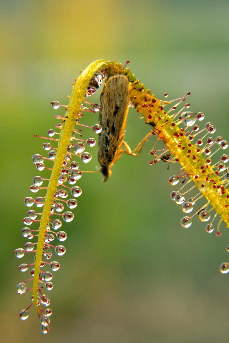 Drosera_regia__11_08_2014_021~0.jpg