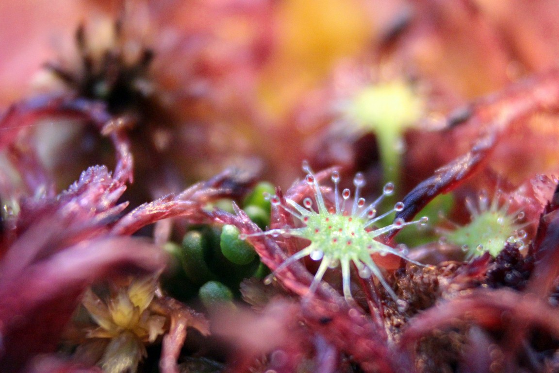 Drosera_rotundifolia_13_03_2015_148.jpg
