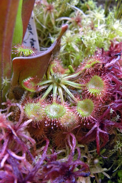 Drosera_rotundifolia_18_12_2014_008.jpg
