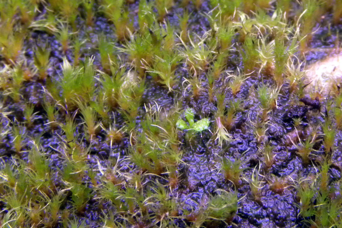 Drosera_rupicola_27_02_2015_066.jpg