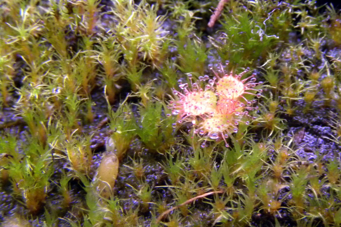 Drosera_rupicola_27_02_2015_068.jpg