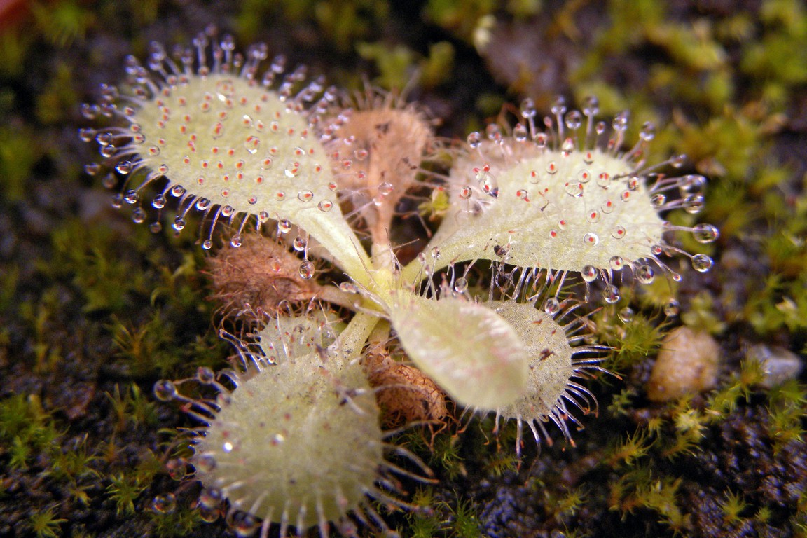 Drosera_schizandra_12_02_2015_008.jpg