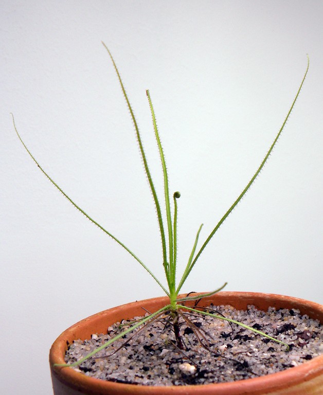 Drosophyllum_lusitanicum_17_11_2014_013.jpg