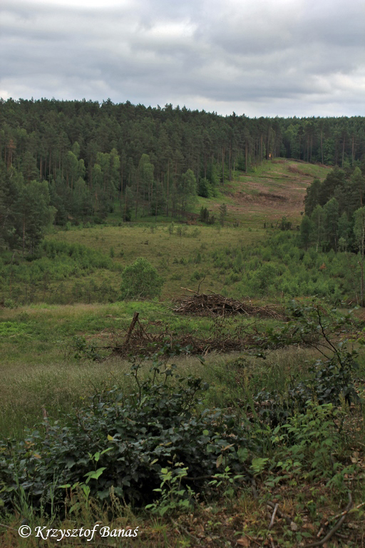 Grzybia_Dabrowa_2017_06_15-18_336.JPG