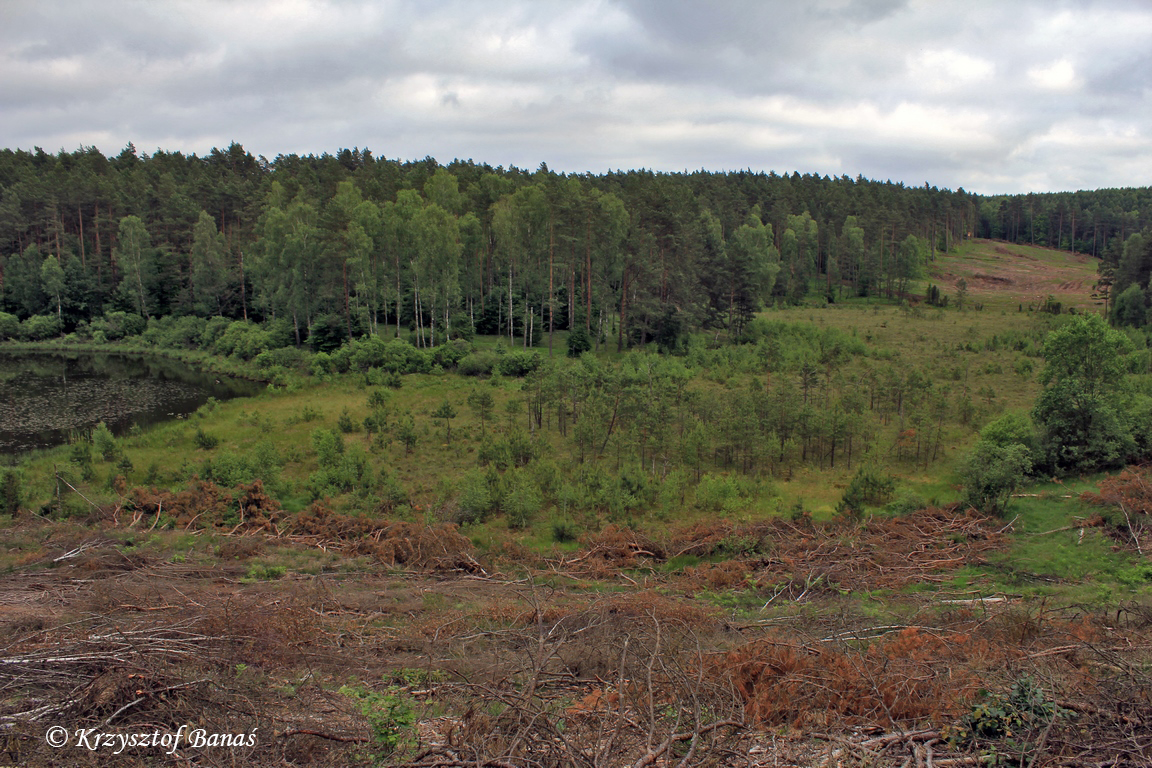 Grzybia_Dabrowa_2017_06_15-18_353_(2).JPG
