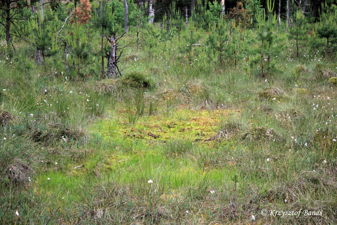 Grzybia_Dabrowa_2017_06_15-18_422_(2).JPG