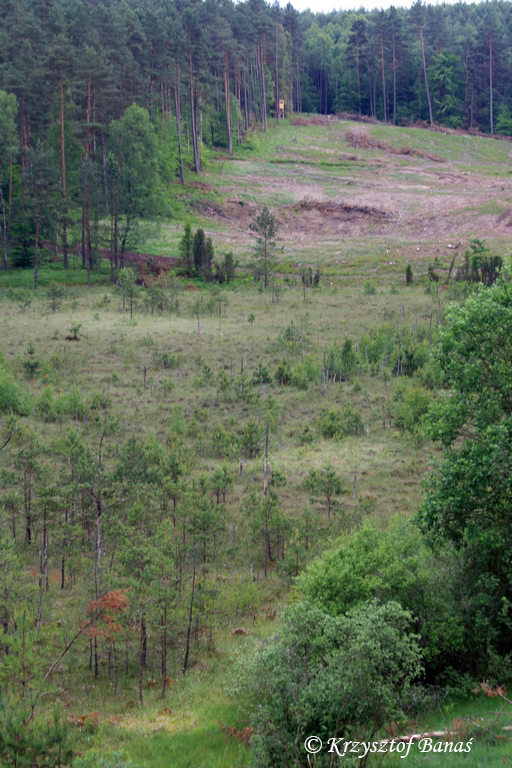 Grzybia_Dabrowa_2017_06_15-18_490.JPG