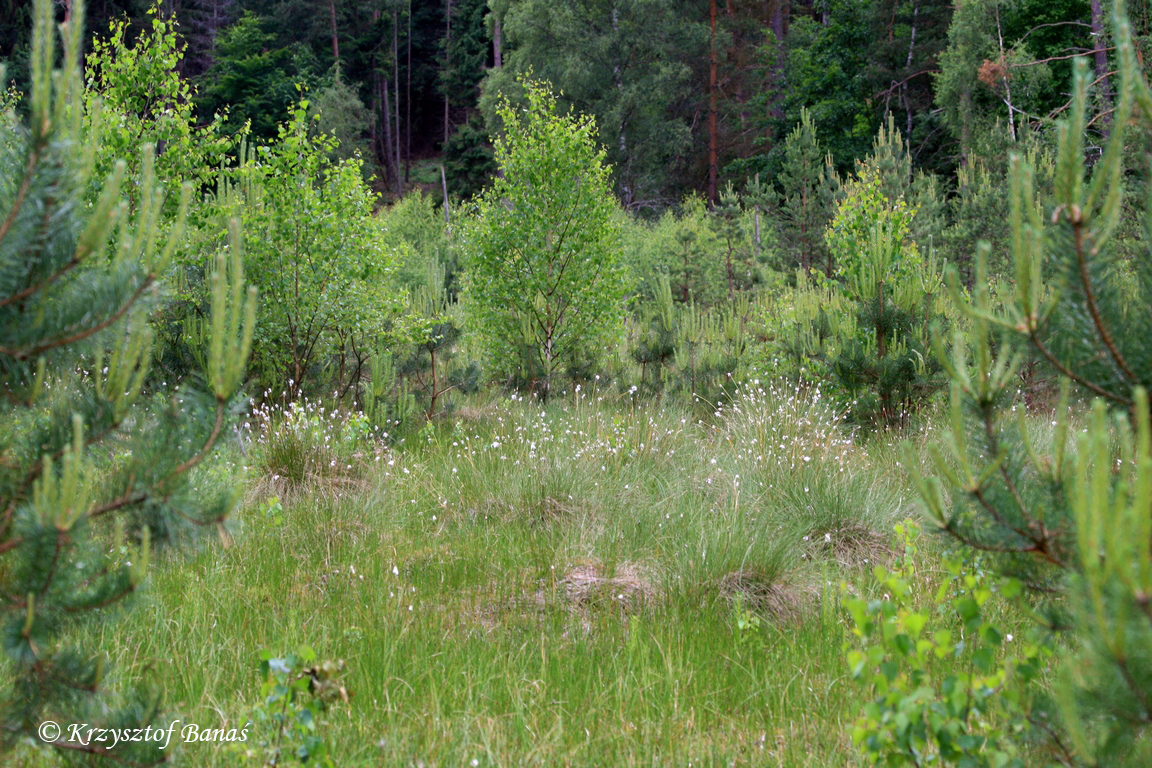 Grzybia_Dabrowa_2017_06_15-18_496.JPG