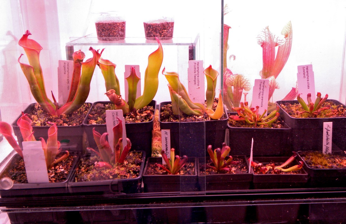 Heliamphora_27_11_2014_051.jpg