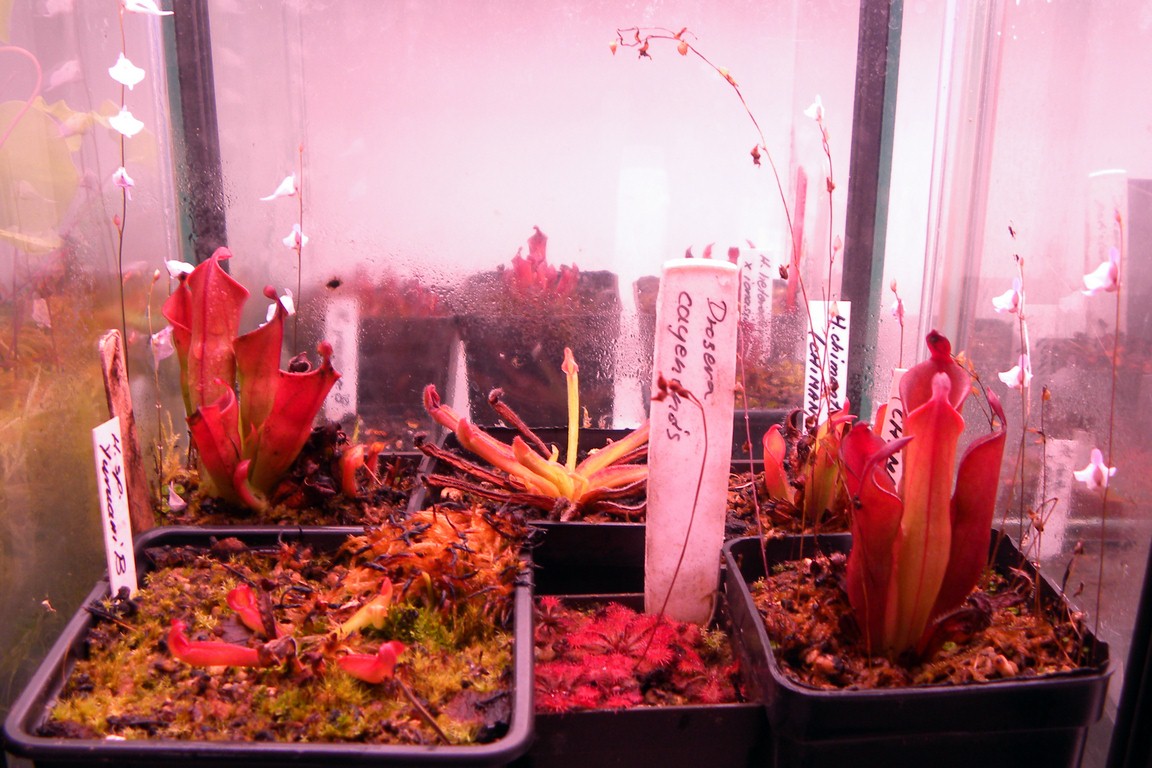 Heliamphora_27_11_2014_072.jpg